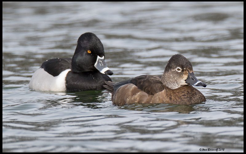 18SB6768 ring-necked duck pair.jpg